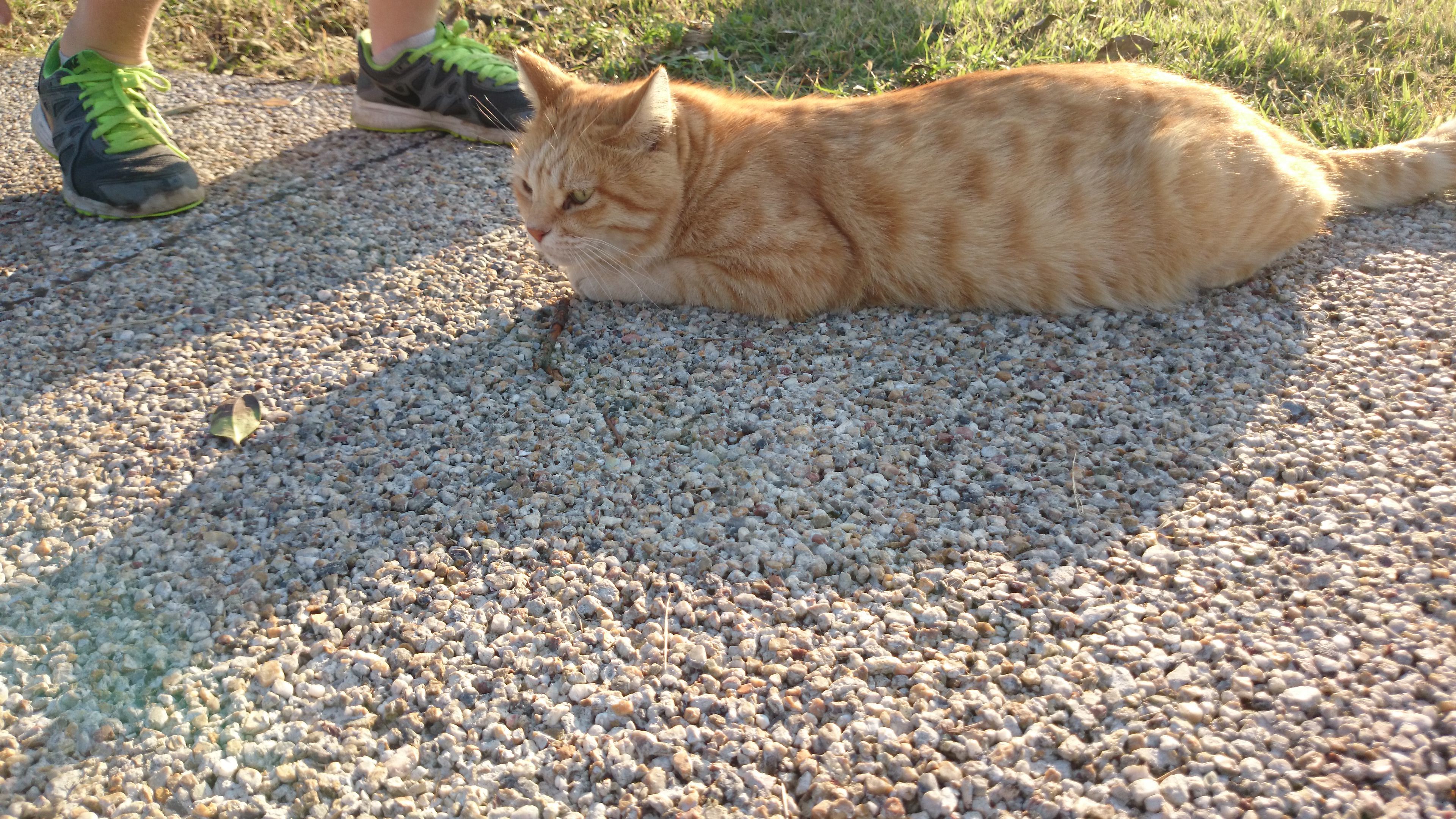 城ヶ島灯台公園の猫さん ちょっとつぶやき